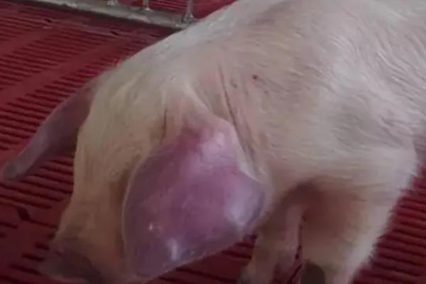 母猪蓝耳病有什么表现，急性型会出现发热、精神萎靡等问题