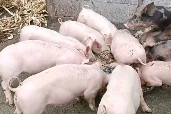 母猪蓝耳病有什么表现，急性型会出现发热、精神萎靡等问题