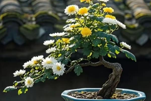 菊花盆景怎么制作，让根系舒展后再填土压实