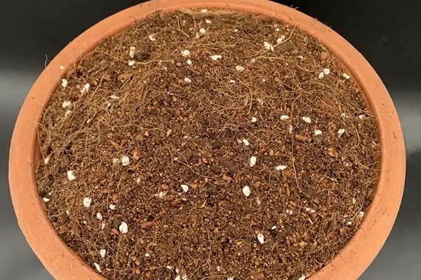 菊花盆景怎么制作，让根系舒展后再填土压实