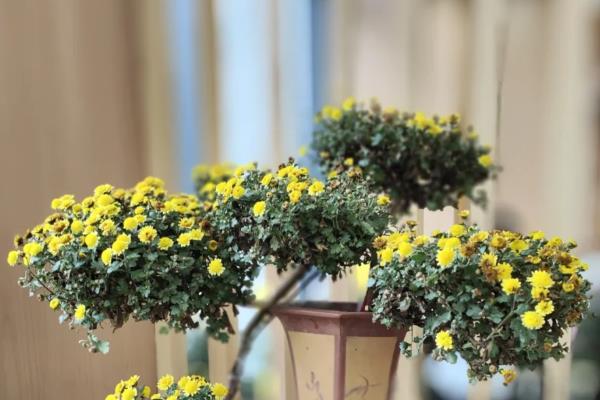 菊花盆景怎么制作，让根系舒展后再填土压实