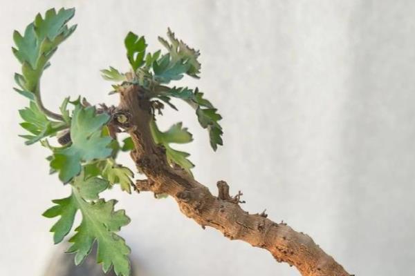 菊花盆景怎么制作，让根系舒展后再填土压实