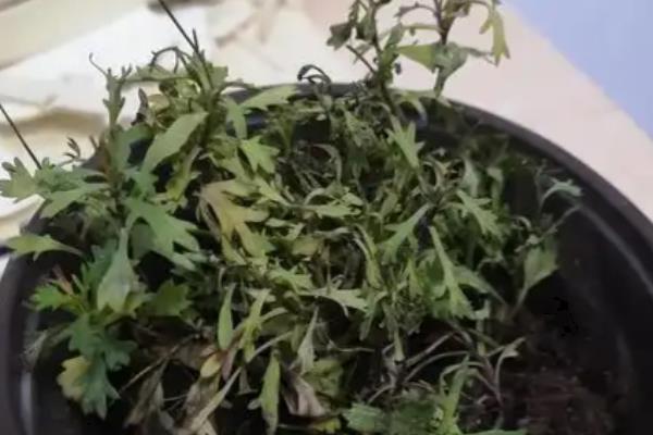 菊花盆景怎么制作，让根系舒展后再填土压实