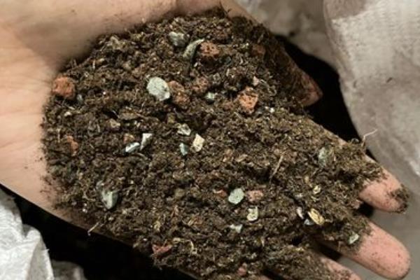 菊花盆景怎么制作，让根系舒展后再填土压实