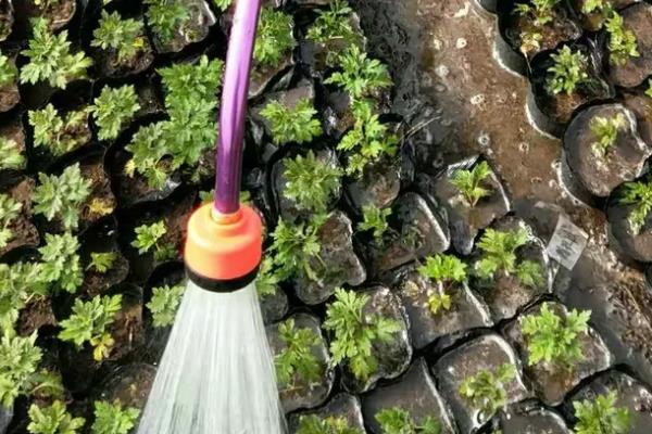 菊花盆景怎么制作，让根系舒展后再填土压实