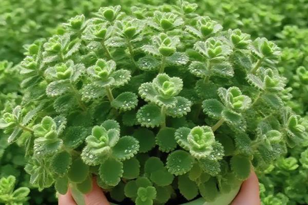 哪些多肉的香味很浓郁，常见碰碰香、迷你莲等品种