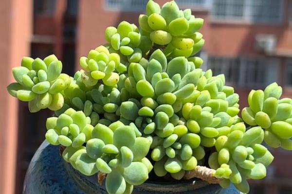 哪些多肉的香味很浓郁，常见碰碰香、迷你莲等品种