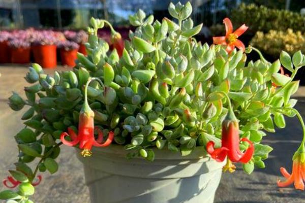 哪些多肉的香味很浓郁，常见碰碰香、迷你莲等品种