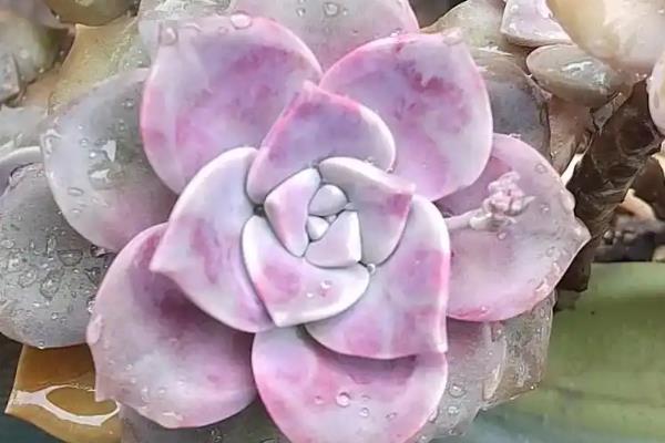 哪些多肉的香味很浓郁，常见碰碰香、迷你莲等品种