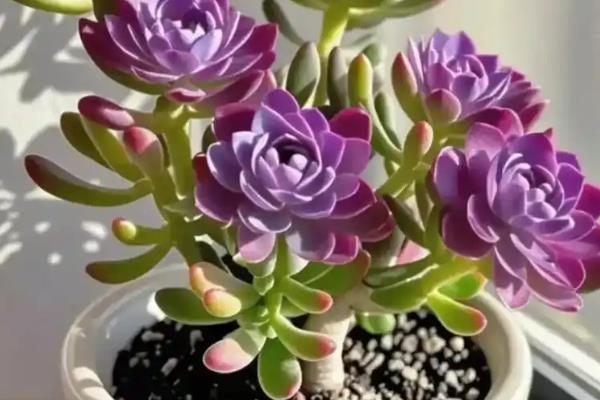 哪些多肉的香味很浓郁，常见碰碰香、迷你莲等品种