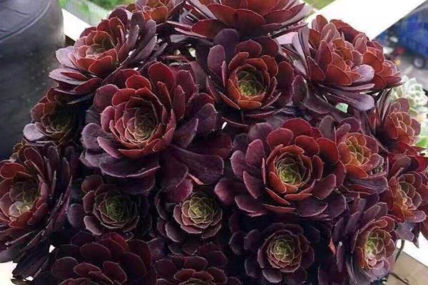 哪些多肉的香味很浓郁，常见碰碰香、迷你莲等品种