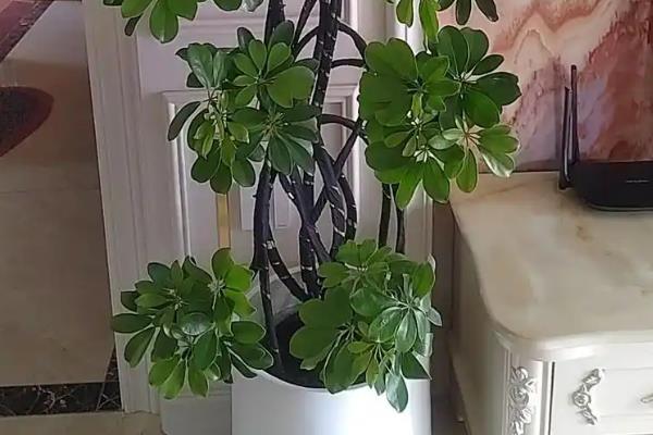 八方来财树的摆放禁忌，不要摆放在卧室、阴处等