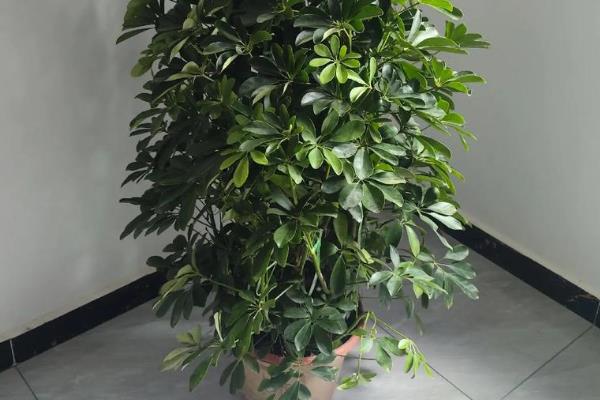 八方来财树的摆放禁忌，不要摆放在卧室、阴处等