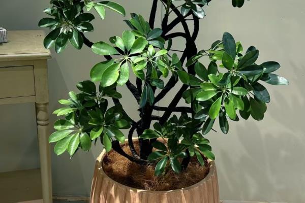 八方来财树的摆放禁忌，不要摆放在卧室、阴处等