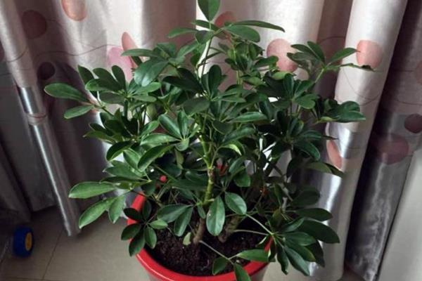 八方来财树的摆放禁忌，不要摆放在卧室、阴处等