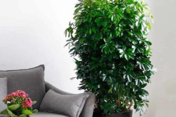 八方来财树的摆放禁忌，不要摆放在卧室、阴处等