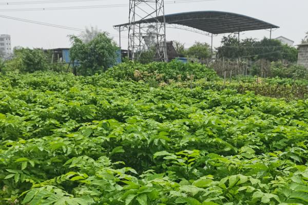 番石榴的高产种植技术，在南方一年四季都可种植