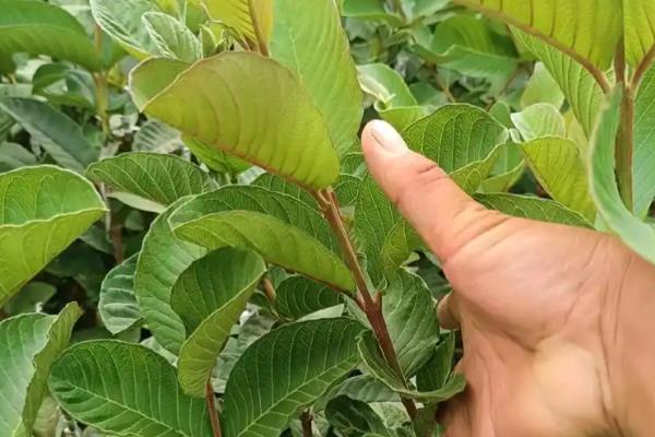 番石榴的高产种植技术，在南方一年四季都可种植