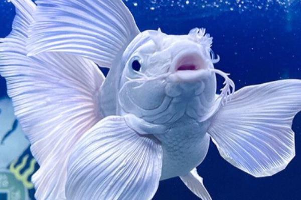 蝴蝶鲤一年的生长量，能达到50-100厘米