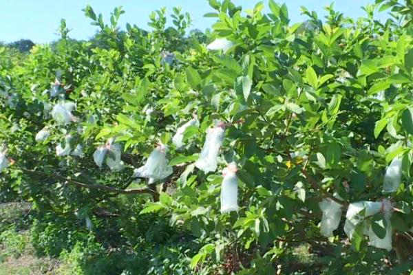 番石榴的高产种植技术，在南方一年四季都可种植