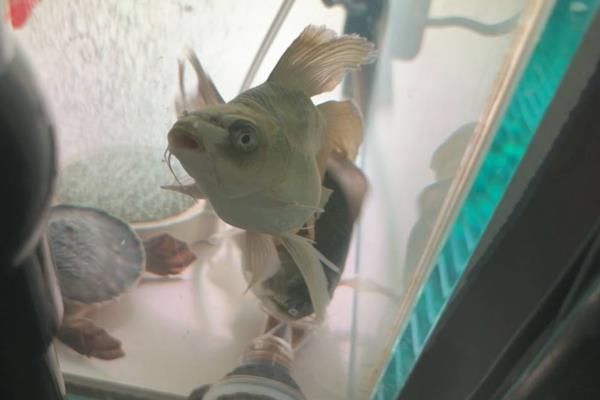 蝴蝶鲤一年的生长量，能达到50-100厘米