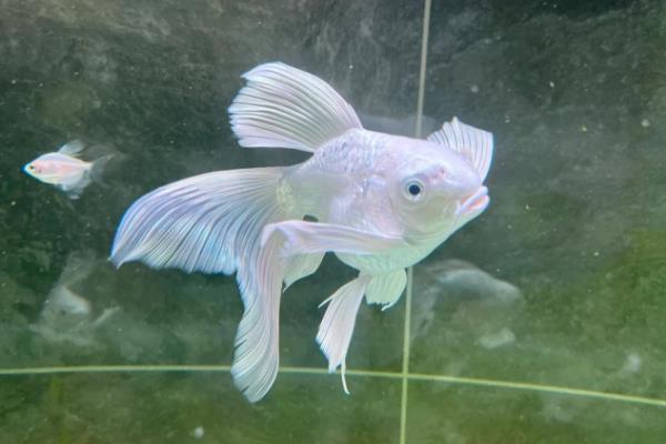 蝴蝶鲤一年的生长量，能达到50-100厘米