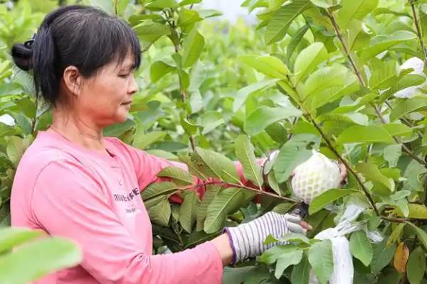 番石榴的高产种植技术，在南方一年四季都可种植