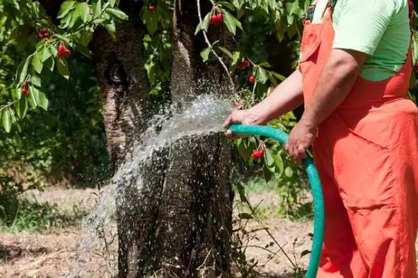 番石榴的高产种植技术，在南方一年四季都可种植