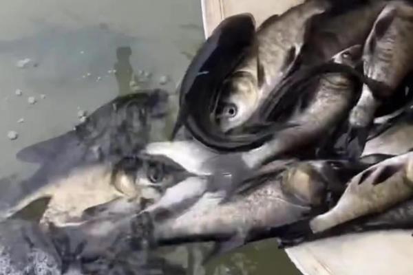 水库如何养鱼，投放生长速度快、适应能力强的鱼类