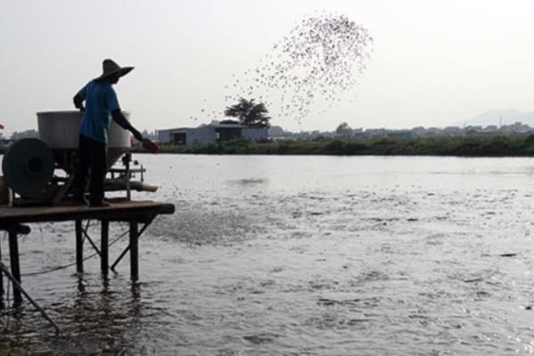 水库如何养鱼，投放生长速度快、适应能力强的鱼类