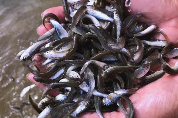 水库如何养鱼，投放生长速度快、适应能力强的鱼类