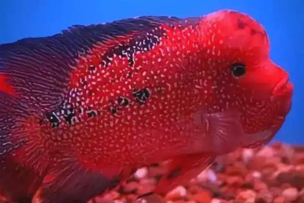 水晶罗汉鱼好养吗,饲养难度不大