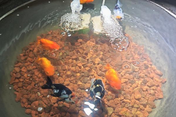 水晶罗汉鱼好养吗,饲养难度不大