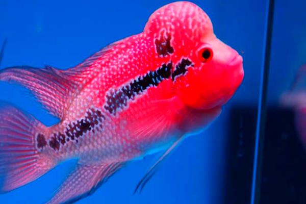 水晶罗汉鱼好养吗,饲养难度不大