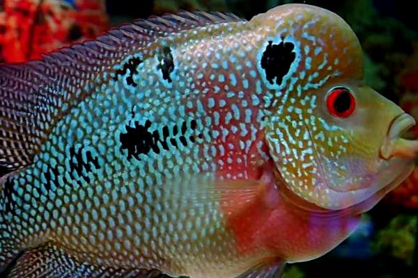 水晶罗汉鱼好养吗,饲养难度不大