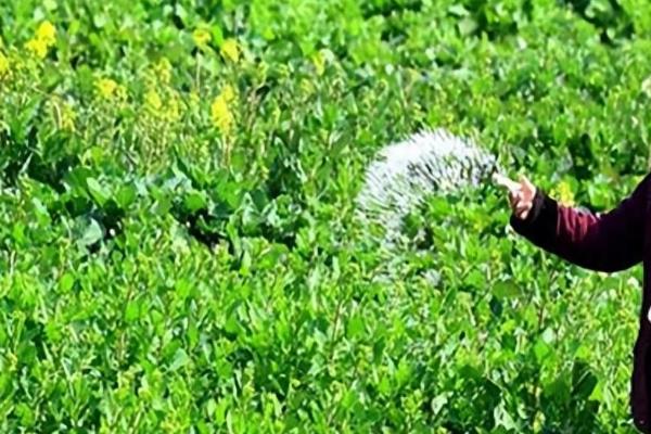 油菜苗期病虫害怎么防治，追施磷钾肥可提高抗病性