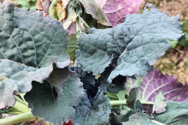 油菜苗期病虫害怎么防治，追施磷钾肥可提高抗病性