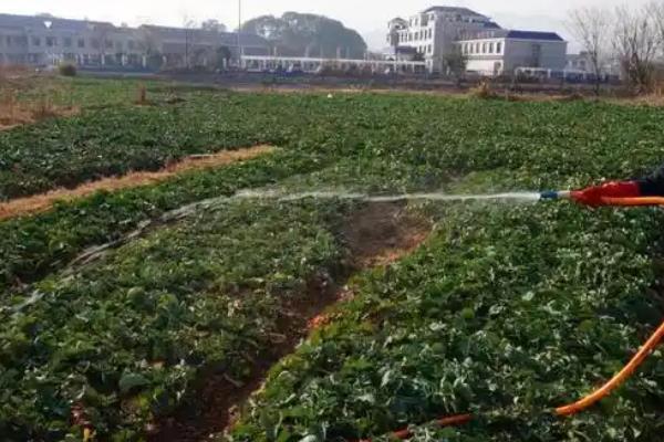 油菜苗期病虫害怎么防治，追施磷钾肥可提高抗病性