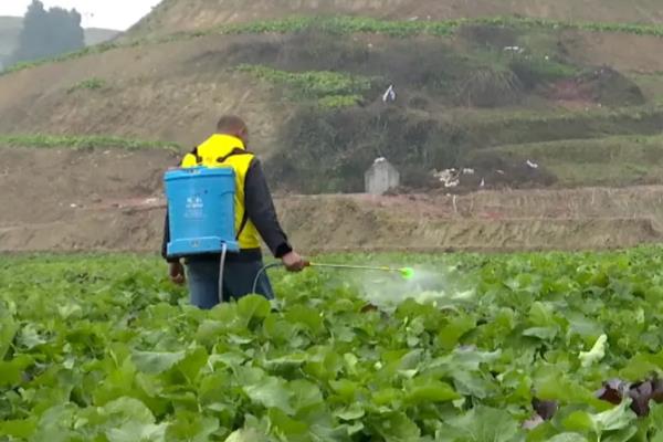 油菜苗期病虫害怎么防治，追施磷钾肥可提高抗病性