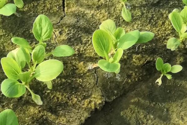油菜苗期病虫害怎么防治，追施磷钾肥可提高抗病性