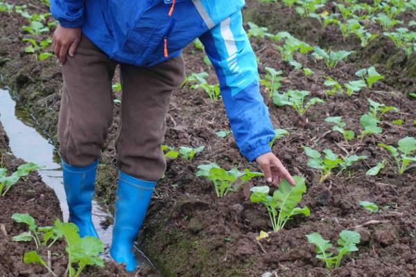 油菜苗期病虫害怎么防治，追施磷钾肥可提高抗病性