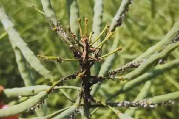 油菜苗期病虫害怎么防治，追施磷钾肥可提高抗病性