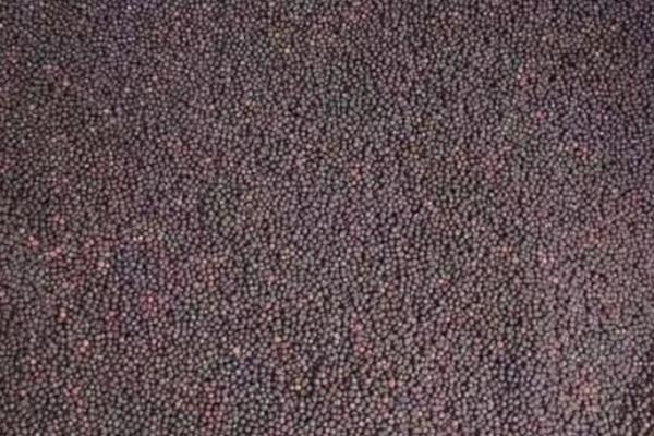 芽菜怎么种植，种子发芽前不能被阳光照射