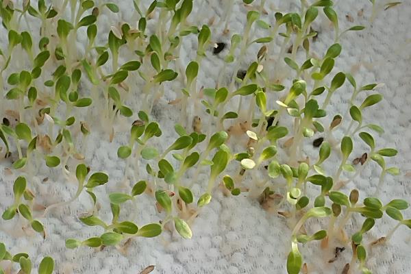 芽菜怎么种植，种子发芽前不能被阳光照射