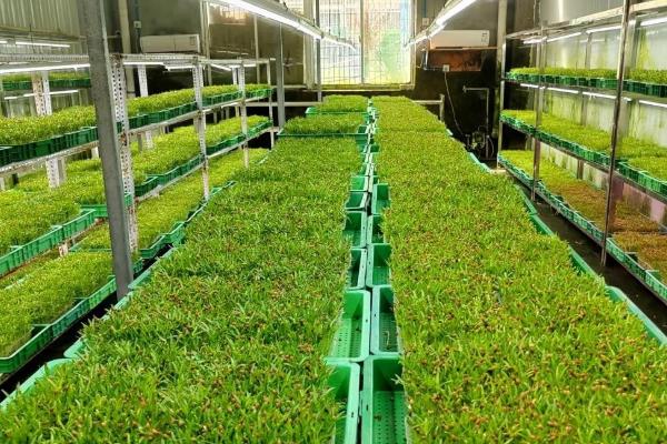 芽菜怎么种植，种子发芽前不能被阳光照射