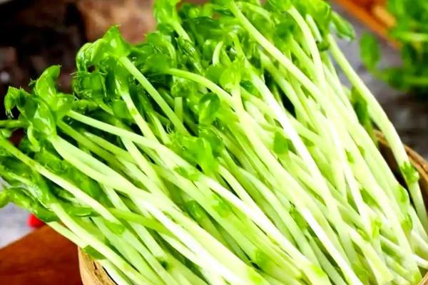 芽菜怎么种植，种子发芽前不能被阳光照射