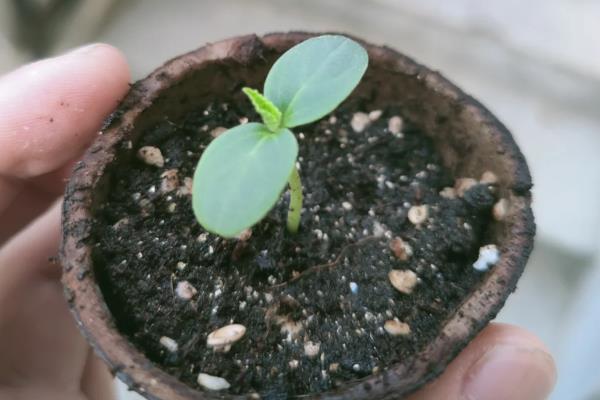 火参果的栽培技术，选择沙性土壤栽培为佳