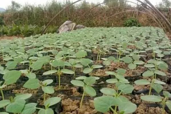 火参果的栽培技术，选择沙性土壤栽培为佳