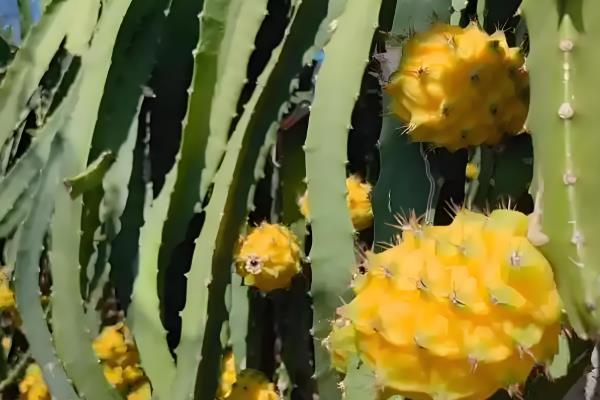 火参果的栽培技术，选择沙性土壤栽培为佳