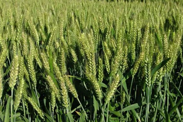 稷麦209小麦品种的特征特性，亩穗数41-44万左右
